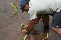 Taro planting, Maui.