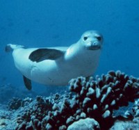 Monk Seals Should be Saved, Not Shot!