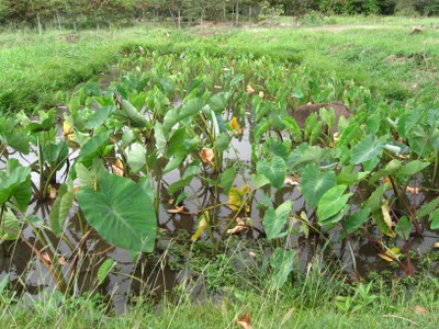 Lo`i at Ka`ala Cultural Learning Center