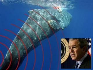 bush no like whales.